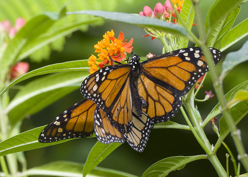 Danaus plexippus - Nymphalidae